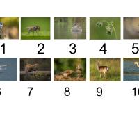 Gerry Kavanagh's panel of 10 images